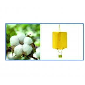 Pamuk Böceği Yapışkan Tuzağı