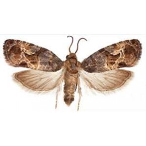 Salkım Güvesi Feromon Tuzağı