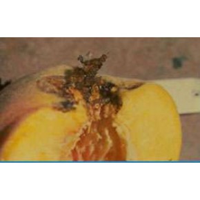 Şeftali Güvesi Feromonu