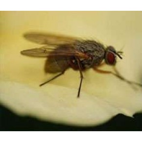 Soğan Sineği Yapışkan Tuzağı