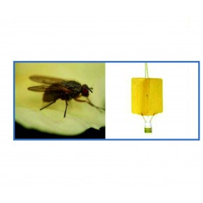 Soğan Sineği Yapışkan Tuzağı