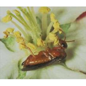 Testereli Arı Yapışkan Tuzağı