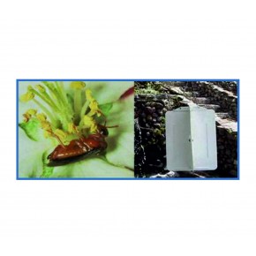 Testereli Arı Yapışkan Tuzağı