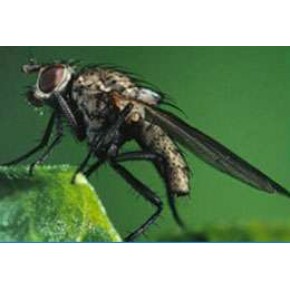 Tohum Sineği Yapışkan Tuzağı