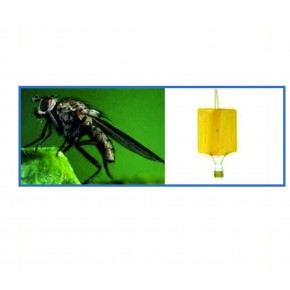 Tohum Sineği Yapışkan Tuzağı