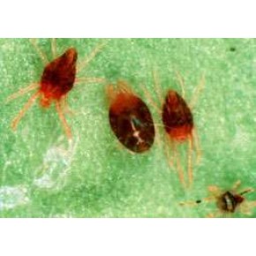 Turunçgil  Güvesi Feromonu