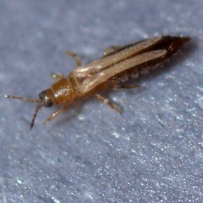 Pamukta Tütün Tripsi Yapışkan Tuzağı