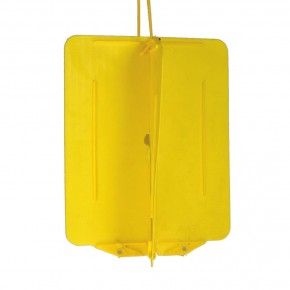 Pamukta Tütün Tripsi Yapışkan Tuzağı