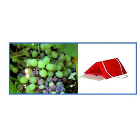 Üzüm Güvesi Feromon Tuzağı