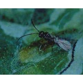 Yaprak Galeri Sinekleri Yapışkan Tuzağı