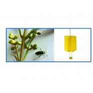 Zeytin Çiçek Sap Sokanı Feromon Tuzağı