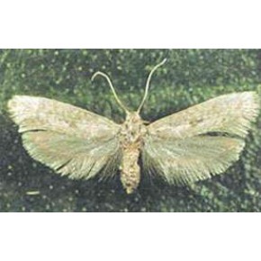 Zeytin Güvesi Feromonu 