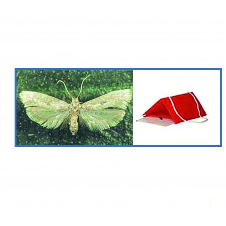 Zeytin Güvesi  Feromon Tuzağı