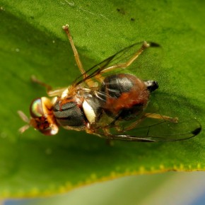 Zeytin Sineği  Feromon Tuzağı 