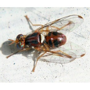 Zeytin Sineği Yapışkan Tuzağı