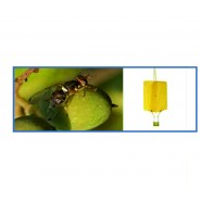Zeytin Sineği Yapışkan Tuzağı
