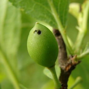 Zeytin Yazıcı Böceği Feromonu
