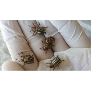 Zeytin Yazıcı Böceği Feromon Tuzağı