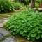 Dichondra Tohumu - 10 KG