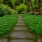 Dichondra Tohumu - 10 KG