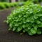 Dichondra Repens Tohumu - 1KG