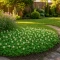 Trifolium Repens Tohumu - 1 KG