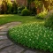 Trifolium Repens Tohumu - 10 KG