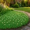 Trifolium Repens Tohumu - 10 KG