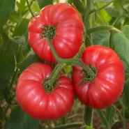 Ayaş Domates Tohumu - 100 Gr