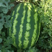 İthal Karpuz Tohumu Grollec - 10.000 Adet