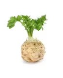 Kereviz Tohumu