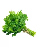 Maydanoz Tohumu
