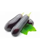 Patlıcan Tohumu
