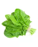 Pazı Tohumu