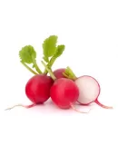 Turp Tohumu