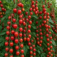 Şeker Domates Tohumu - 250 Gr