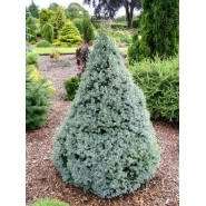 Ak Ladin Tohumu - 1.000 Adet