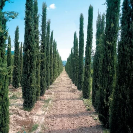 Akdeniz Servisi Tohumu - 1.000 adet