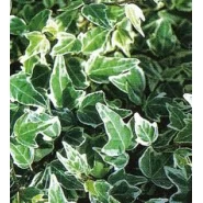 Alaca Yapraklı Sarmaşık Tohumu - 1.000 Adet