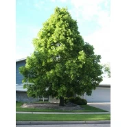 Amerikan Ihlamuru Ağacı Tohumu - 250 Adet