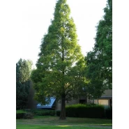 Çin Ladini Tohumu - 1.000 Adet