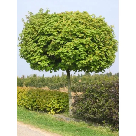 Çınar Yapraklı Akçaağaç Tohumu - 500 adet