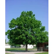 Dağ Akçaağacı Tohumu - 250 Adet