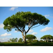 Fıstık Çamı Tohumu - 100 adet