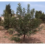 Harnup Tohumu - 100 Adet