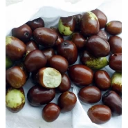 Hünnap Tohumu - 100 Adet