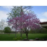 Kanada Erguvanı Tohumu - 250 Adet