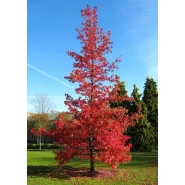 Kırmızı Yapraklı Sığla Tohumu - 2.500 Adet