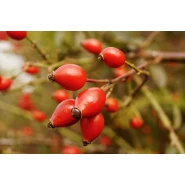 Kuşburnu Tohumu - 500 adet