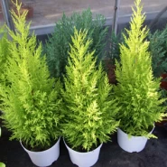 Limoni Servi Tohumu - 100 Adet